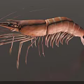 Fresh Raw Orange Striped Shrimp with Long Antennae on Black Background