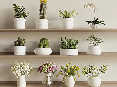 Various Potted Plants with White Pots Displayed on Shelves Featuring Cactus Orchid and Flowers 3d model