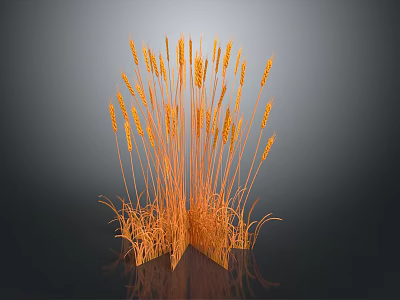Golden Wheat Ears as Food Ingredient With Dark Background and Reflective Surface 3d model
