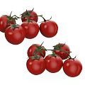Fresh Red Cherry Tomatoes With Green Vines And Plump Juicy Texture
