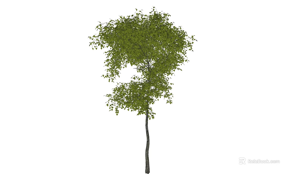 Single Arbor With Slender Trunk And Lush Green Foliage In Natural Shape 3d model 