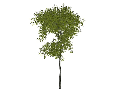 Single Arbor With Slender Trunk And Lush Green Foliage In Natural Shape 3d model