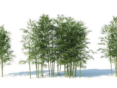 Tall Green Bamboo Plants With Lush Leaves In Natural Cluster Arrangement 3d model