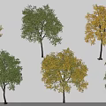 Various Arbor Trees With Green And Yellow Foliage In Natural Scenery