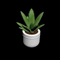 Aloe Vera Plant With Thick Green Leaves In White Ceramic Pot