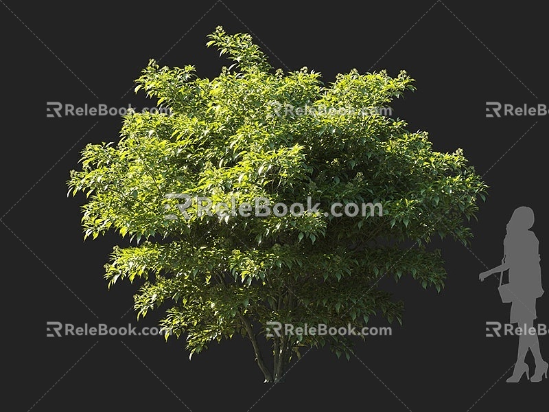 Kunlan Trees Ornamental Trees Landscape Trees Garden Trees Small Trees Shrubs Cushion Shrubs Ornamental Shrubs Courtyard Shrubs 3d model