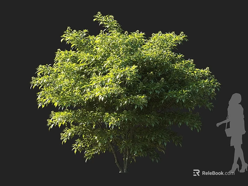 Lush Green Shrub with Full Foliage and Sunlit Leaves in Natural Outdoor View 3d model 