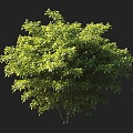 Kunlan Trees Ornamental Trees Landscape Trees Garden Trees Small Trees Shrubs Cushion Shrubs Ornamental Shrubs Courtyard Shrubs 3d model