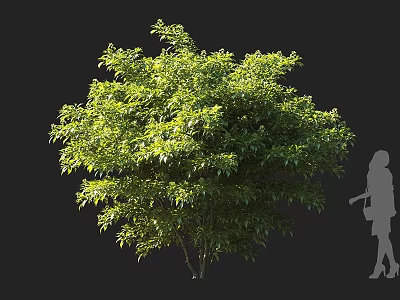 Lush Green Shrub with Full Foliage and Sunlit Leaves in Natural Outdoor View 3d model