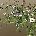 Small White Daisy Plants with Green Leaves Forming Natural Flower Patch