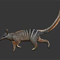Striped Animal With Long Tail Slender Snout And Upright Ears Walking