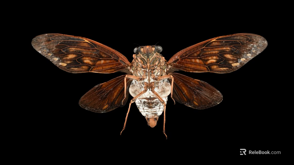 Cicada Flying Insect With Detailed Brown Wings And Body On Black Background 3d model 