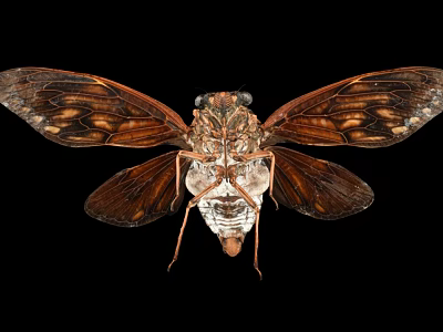 Cicada Flying Insect With Detailed Brown Wings And Body On Black Background 3d model