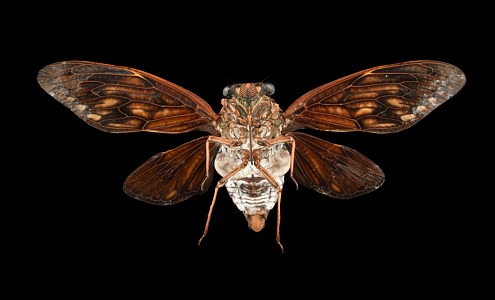 modern cicada insect 3d model