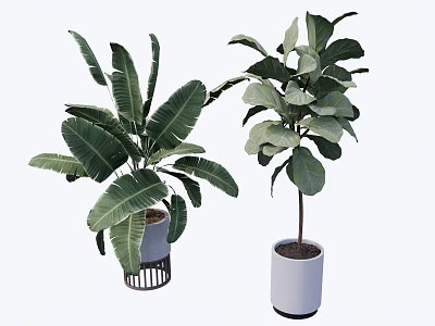 Indoor Large Leaf Potted Plants With Metal Stand And White Cylindrical Planters 3d model