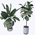 indoor potted plant 3d model