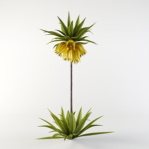 Landscape Plant Flower Crown Fritillaria 3d model