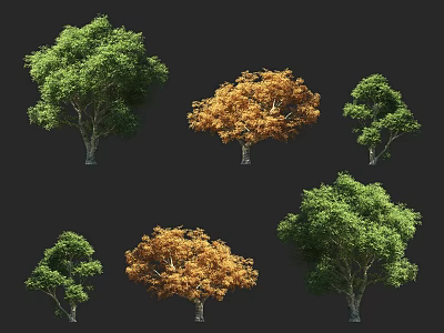 Various Arbor Trees With Green And Golden Autumn Foliage On Dark Background 3d model
