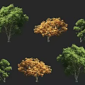 Various Arbor Trees With Green And Golden Autumn Foliage On Dark Background