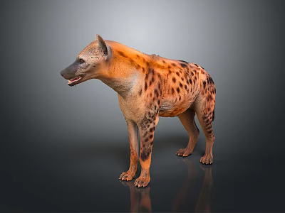 Realistic Spotted Hyena Standing in Studio with Gray Background and Detailed Fur 3d model