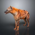Realistic Spotted Hyena Standing in Studio with Gray Background and Detailed Fur