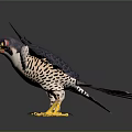 Falcon Flying With Spread Wings In Mid Air Against Gray Background