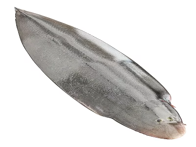 Fresh Whole Silver Gray Elongated Aquatic Animal Fish With Natural Look 3d model