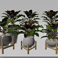 Decorative Bonsai Plants with Green and Red Leaves in Metal Ceramic Pots on Wooden Stands