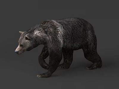 Bear grizzly beast 3d model