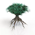 Green Leafy Tree With Exposed Brown Roots And Unique Natural Shape