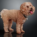 Cute Brown Curly Haired Dog With Tongue Out Standing On Shiny Surface