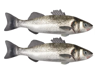 Two Fresh Bass Fish with Silver Scales and Prominent Fins in Natural Aquatic Environment 3d model