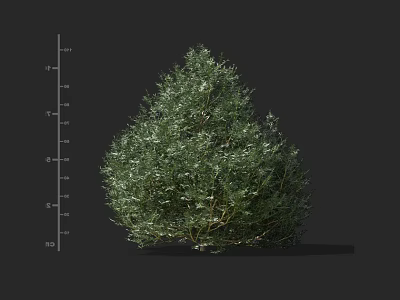 Green Shrub with Lush Foliage Showing Rounded Shape and Height Measurement Scale in Feet 3d model