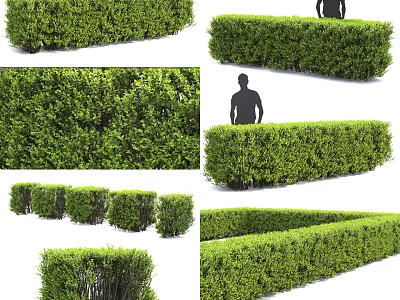 Trimmed Green Shrubs And Hedges In Various Shapes For Garden Landscape With Human Figure 3d model