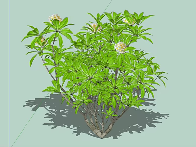 Lush Arbor Tree With Green Leaves And White Flowers On Branched Stems 3d model