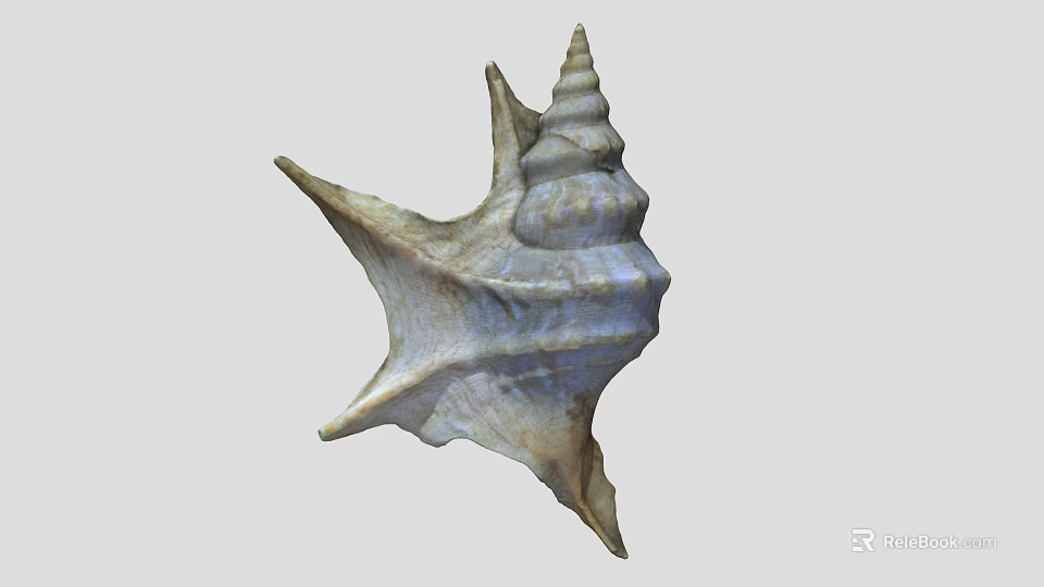 Conch Shell With Spiral Shape And Textured Surface On White Background 3d model 