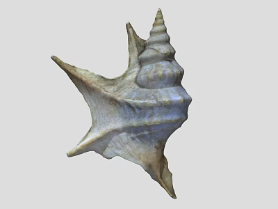 Conch Shell With Spiral Shape And Textured Surface On White Background 3d model
