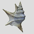 Conch Shell With Spiral Shape And Textured Surface On White Background 3d model