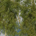 Tall Bamboo Plants With Green Leaves Against Blue Sky Background