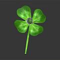 Isolated Green Four Leaf Clover Plant Featuring Vibrant Leaves And White Center On Dark Background