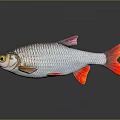 Silver Red Finned Fish With Shiny Body Yellow Eyes And Dark Background Reflection
