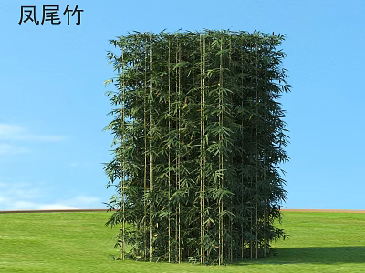 Tall and Dense Fernleaf Bamboo as Garden Privacy Screen With Green Lawn Under Blue Sky 3d model
