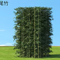 Tall and Dense Fernleaf Bamboo as Garden Privacy Screen With Green Lawn Under Blue Sky