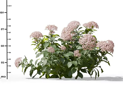Pink Hydrangea Flowers With Lush Green Leaves For Garden Decoration 3d model