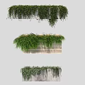 Vines Covering Concrete And Wooden Walls With Lush Green Hanging Foliage