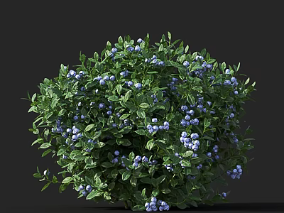 Lush Arbor With Vibrant Green Leaves And Plump Blue Berries In Garden 3d model