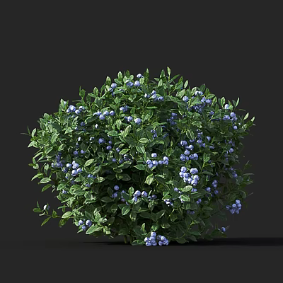 Lush Arbor With Vibrant Green Leaves And Plump Blue Berries In Garden 3d model