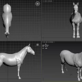 Zebra 3d model