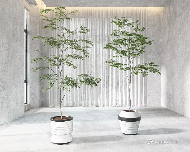 Two Bonsai Plants in White Pots for Indoor Setting with Gray Walls and White Curtains 3d model 