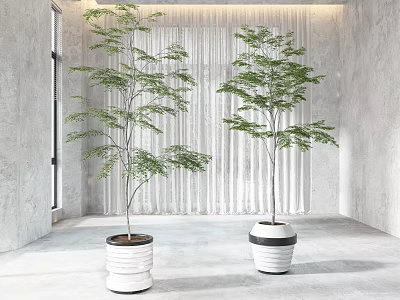 Two Bonsai Plants in White Pots for Indoor Setting with Gray Walls and White Curtains 3d model